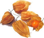 Physalis.jpg