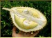 durian 2.jpg