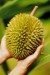 durian 4.jpg